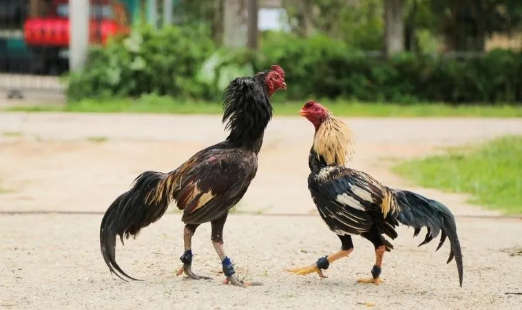 Bí Quyết Chinh Phục Đá Gà GA28 Tại Hay88: Kinh Nghiệm Thực Chiến 2 Kinh nghiệm chọn chiến kê đá tốt trong Đá Gà GA28 tại Hay88
